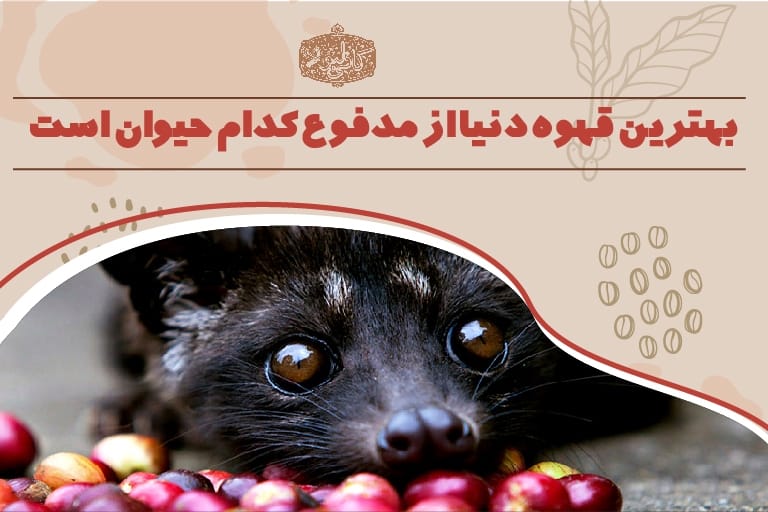 بهترین قهوه دنیا از مدفوع کدام حیوان است