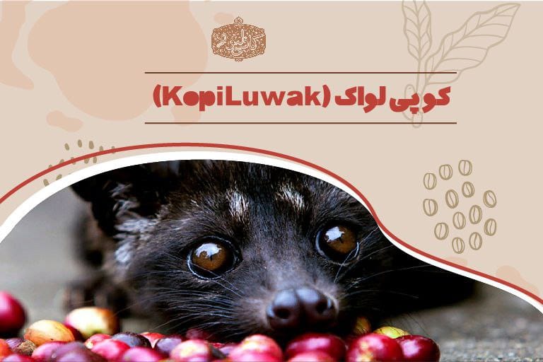 قهوه کوپی لواک